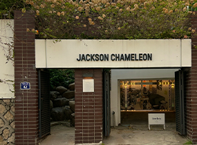 JACKSON CHAMELEON