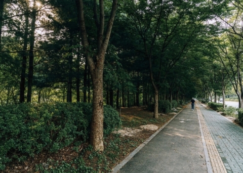 秋季枫叶路（世界杯路）